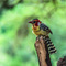 Lake Manyara NP